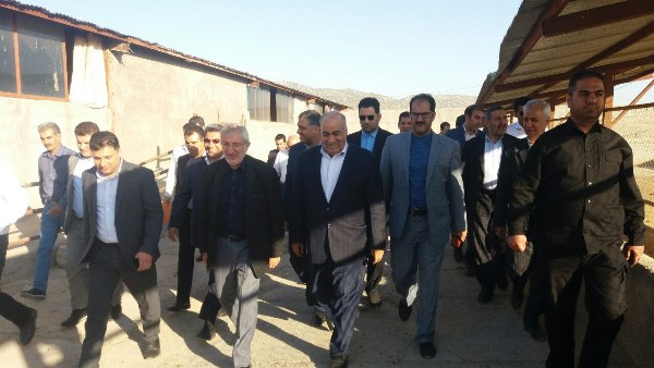  بازدید رئیس بنیاد مستعضفان کشور از مجتمع 3هزار رأسی پرورش میش داشتی در اسلام آبادغرب