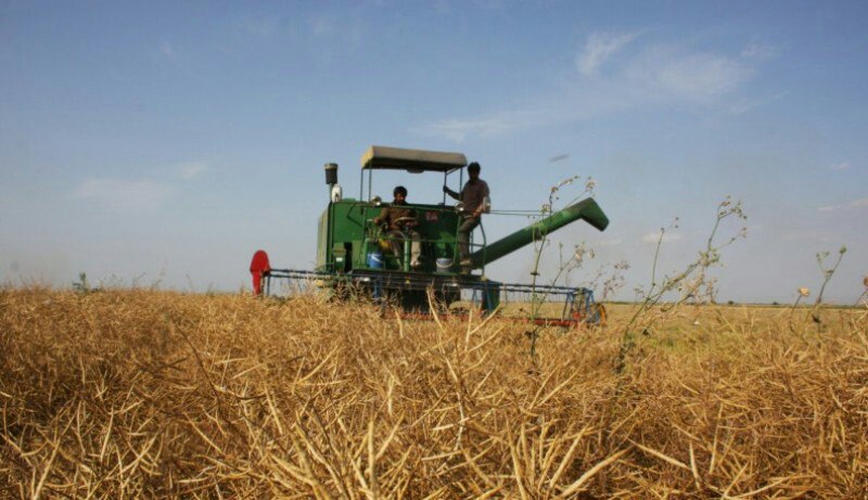 پیش بینی برداشت 80 هزار تن گندم و 4500 تن کلزا از مزارع شهرستان اسلام آباد غرب