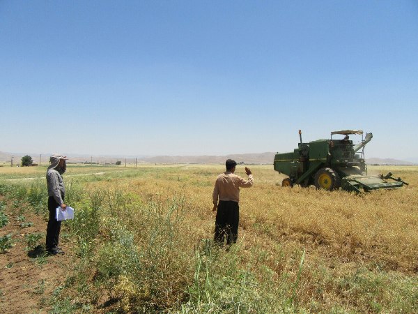 رشد دو برابری سطح زیر کشت نخود پائیزه در اسلام آبادغرب/تأکید برشخم زدن بلافاصله زمین بعد از برداشت کلزا 