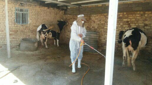 سمپاشی ۱۶ هزار متر مربع جایگاه دام در مبارزه با تب کریمه کنگو در شهرستان اسلام آبادغرب