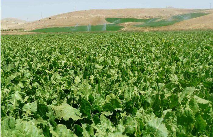 جشن برداشت چغندرقند در اسلام آبادغرب برگزار می شود/اجرای7 هزار هکتار سیستم آبیاری تحت فشار درشهرستان