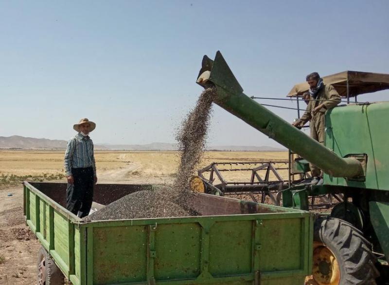 پیش بینی برداشت 275تن آفتابگردان از مزارع اسلام آبادغرب/ بررسی نحوه عیارگیری چغندر قند تحویلی کشاورزان شهرستان