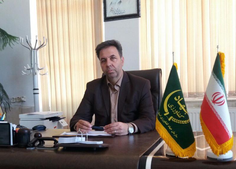 مبارزه با جوندگان (موش مغان ) در مزارع کشاورزی شهرستان اسلام آباد غرب/ پیش بینی 5هزارهکتار کشت نخود پائیزه در شهرستان 