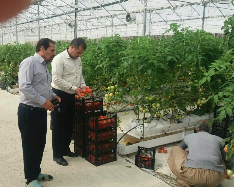 توسعه کشت گلخانه ای گامی در راستای تحقق اقتصاد مقاومتی در اسلام آبادغرب