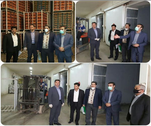 نظارت برتوزیع میوه ویژه تعطیلات نوروز در سردخانه های اسلام آبادغرب