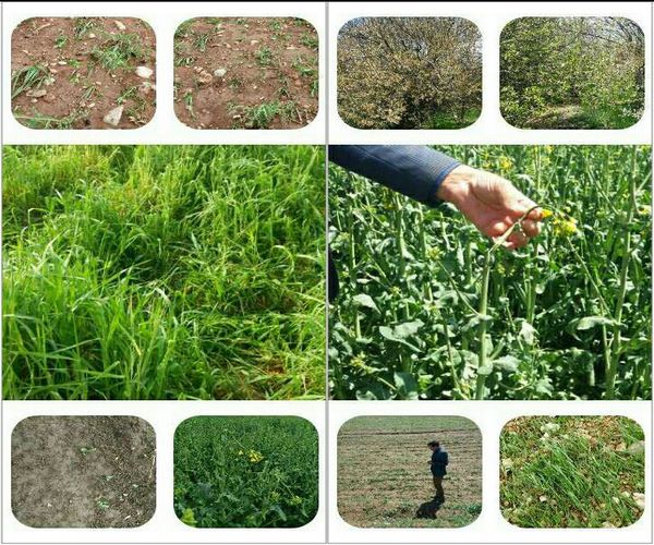 خسارت بیش از ۳۷ میلیارد ریالی تگرگ به زیر بخش کشاورزی اسلام آبادغرب/خسارت ۴ هزار هکتار از مزارع  شهرستان