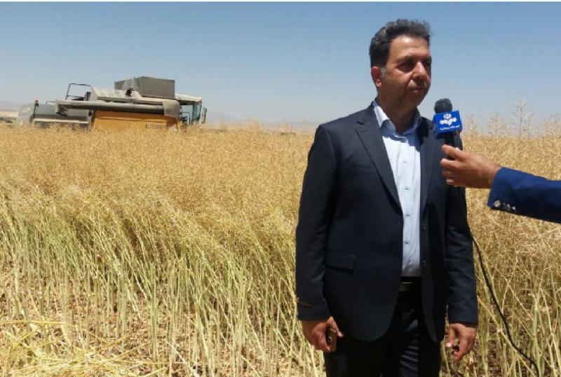  پیش بینی برداشت بیش از هزار تن کلزا از  مزارع اسلام آبادغرب