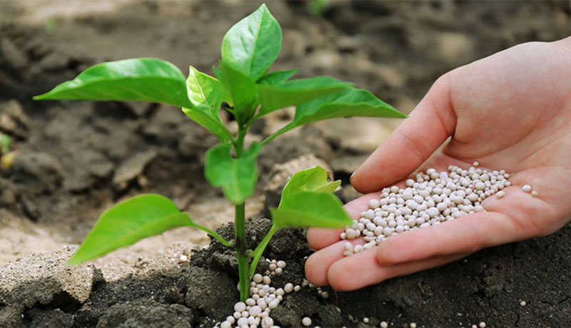 صنعت کشاورزی اسلام آبادغرب از گرانی کود سیاه، سیاه پوش شد!