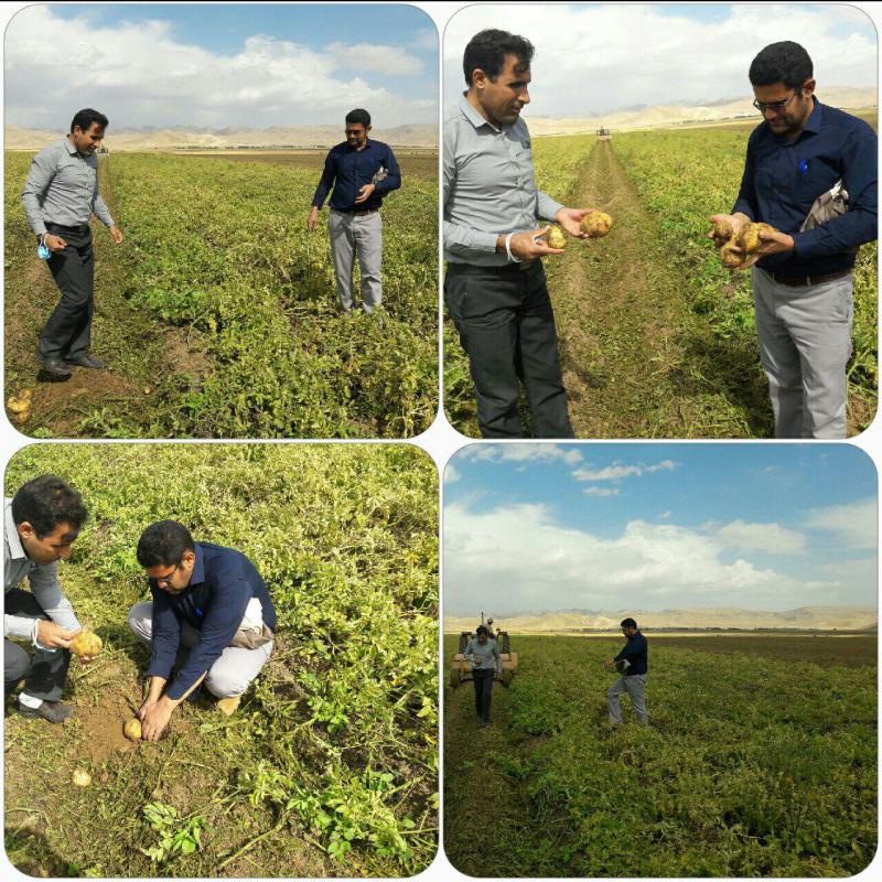 کشاورزان اسلام آبادغرب رغبتی جهت برداشت سیب زمینی از مزارع ندارند/ پیش بینی برداشت 4هزار تن در دهستان شیان کشاورزان اسلام آبادغرب رغبتی جهت برداشت سیب زمینی از مزارع ندارند/ پیش بینی برداشت 4هزار تن در دهستان شیان