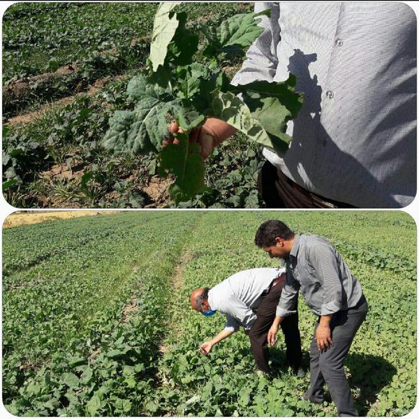 لزوم مبارزه با آفات و علف های هرز مزارع کلزا  در شهرستان اسلام آبادغرب