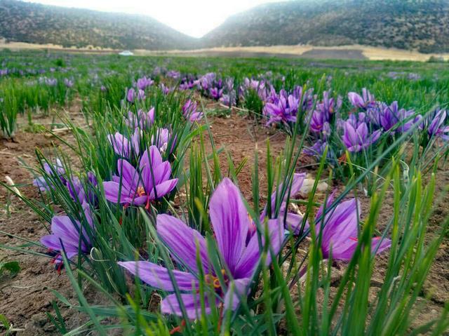 آغاز برداشت  زعفران از مزارع اسلام آبادغرب/ پیش بینی برداشت 50 کیلوگرم زعفران از مزارع شهرستان