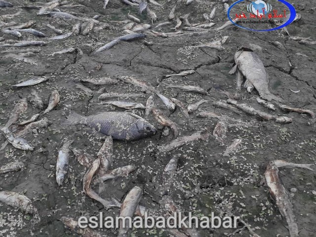 ماجرای تلف شدن هزاران ماهی رودخانه راوند اسلام آبادغرب به کجا رسید؟!