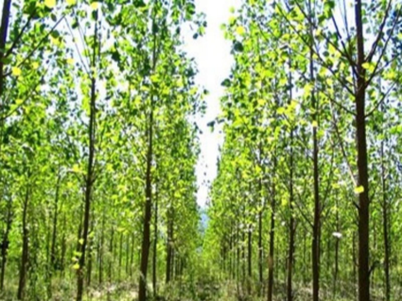 تولید ۷۰ هزار اصله نهال درختان غیر مثمر در شهرستان اسلام آبادغرب تولید ۷۰ هزار اصله نهال درختان غیر مثمر در شهرستان اسلام آبادغرب