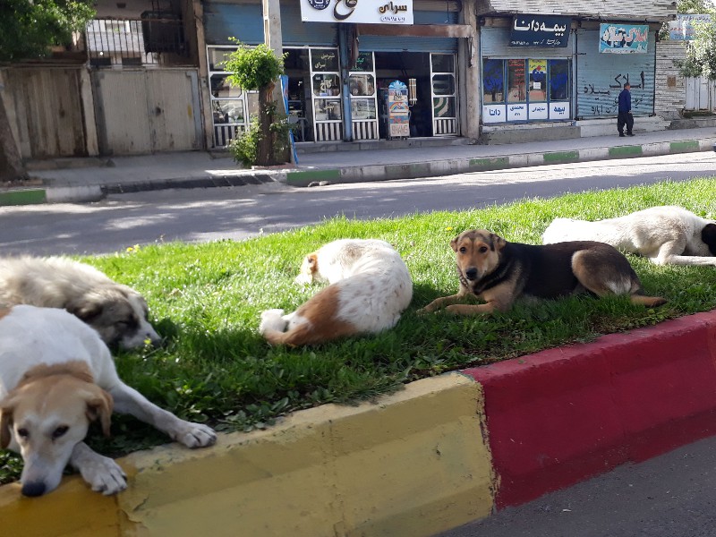 جولان سگ‌های ولگرد در شهر اسلام‌آبادغرب