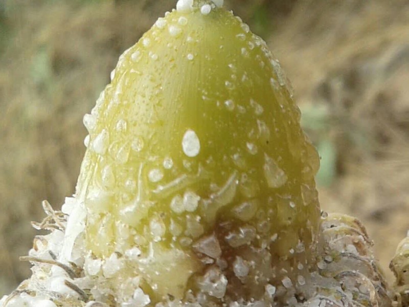 ممنوعیت برداشت شیره بلوط از جنگل‌های اسلام آبادغرب